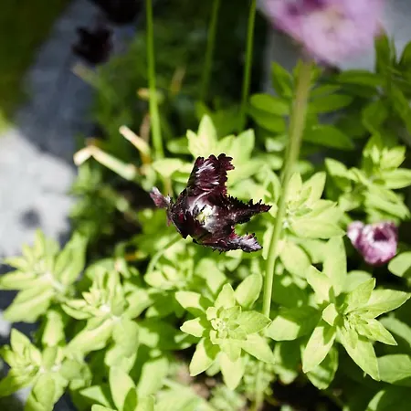 Morska W Chlapowie Władysławowo