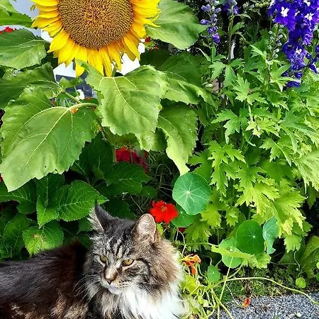 民宿 Morska W Chlapowie *