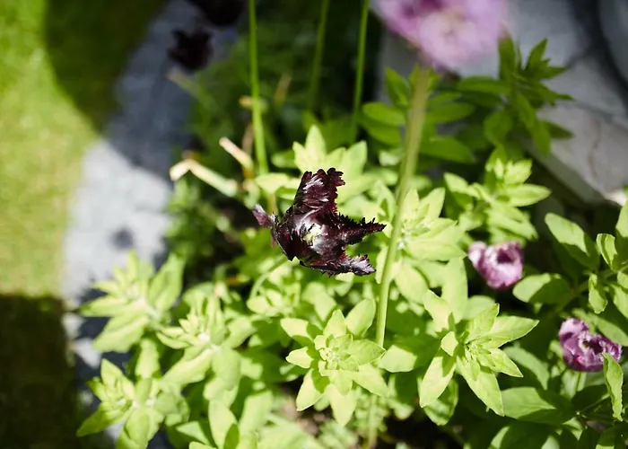 Morska W Chlapowie Władysławowo